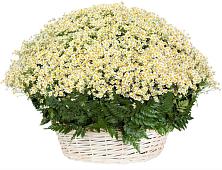 Цветочная композиция из Ромашки в корзине #REPLACE_PRED# Макушино